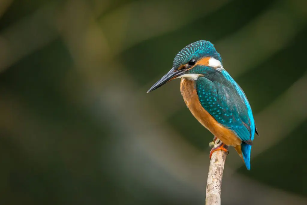 Case IVN Natuureducatie